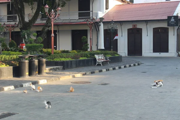 Sok Macska Van Régi Városi Parkban Semarang — Stock Fotó