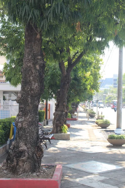 Acera Ciudad Semarang Tiene Varios Árboles Alineados —  Fotos de Stock