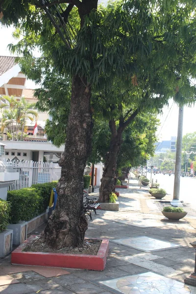 Auf Dem Bürgersteig Der Stadt Semarang Stehen Mehrere Bäume — Stockfoto
