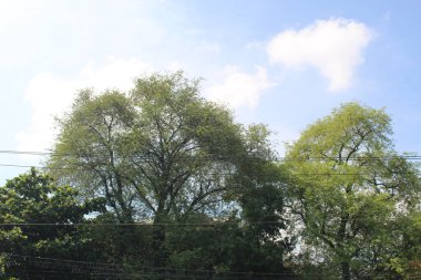 Bulutlu bir arkaplan ile aşağıdan görünen gölgeli ağaçlar