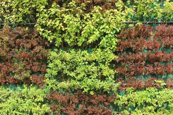 Foliage Decoration Wall Consists Green Red Grass — Fotografia de Stock