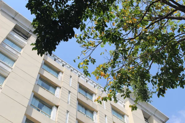 Edificio Varios Pisos Junto Una Rama Árbol Llena Hojas —  Fotos de Stock