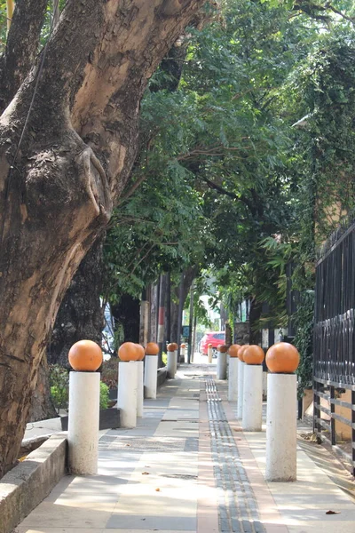 View Sidewalk Big Trees Day — Stock Photo, Image