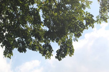 Bulutlu bir arka planda gölgeli yapraklar