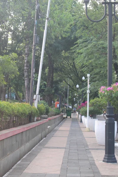 Camino Parque Que Tiene Varias Plantas Lado —  Fotos de Stock