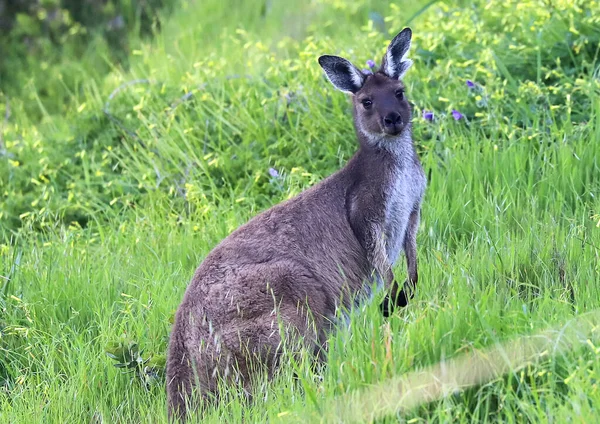 Ute Kangoeroe Grazen Een Groen Veld Met Bloemen — Stockfoto