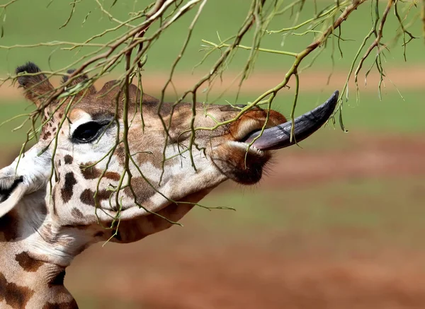 Linda Jirafa Con Lengua Larga Está Comiendo Ramas Árbol Vista — Foto de Stock