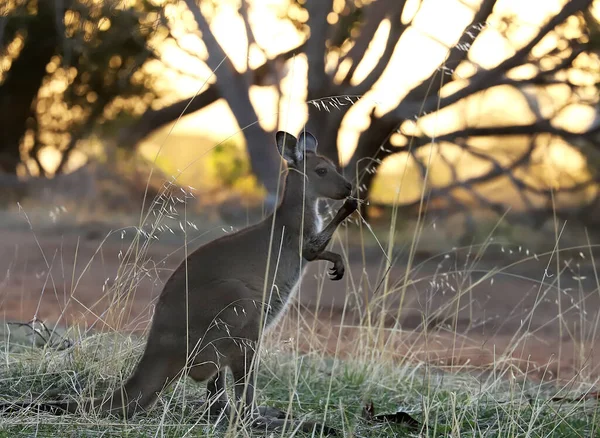 Wild Schattig Kangoeroe Grazen Een Veld Bij Zonsondergang — Stockfoto