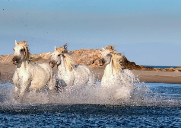 Beyaz Atlar Sıçramalarıyla Deniz Sahilinde Dört Nala Koşuyor — Stok fotoğraf