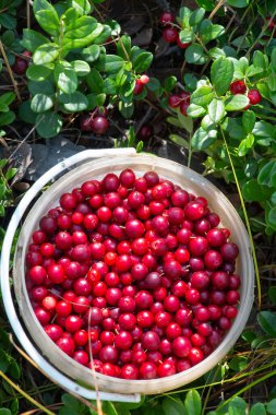 Yeşil arkaplanda kırmızı yaban mersini