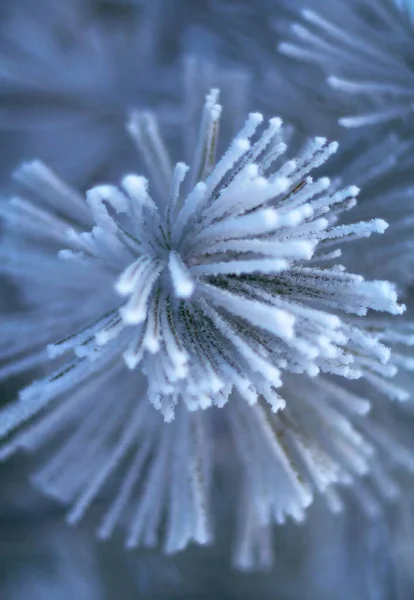 Winter Pine Branch Covered Hoarfrost Needles Close Symbol Cold Frost — Foto Stock