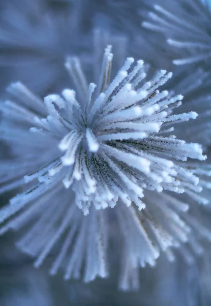 Winterdennentak Bedekt Met Rietnaalden Close Symbool Van Kou Vorst — Stockfoto