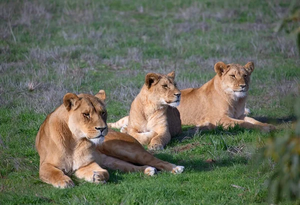 Three Lionesses Lie Rest Green Grass Relaxation Eating — Stock Photo, Image