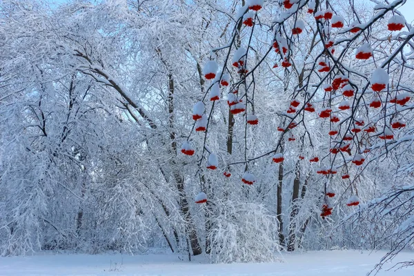 Invierno Árboles Nevados Arbustos Con Bayas Serbal Rojo Primer Plano Fotos de stock libres de derechos