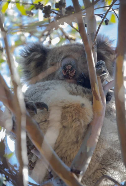 Koala Endormi Assis Sur Une Branche Gros Plan Concentrer Sur — Photo
