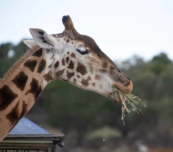 Head Giraffe Close Chews Branches Grazes — Photo