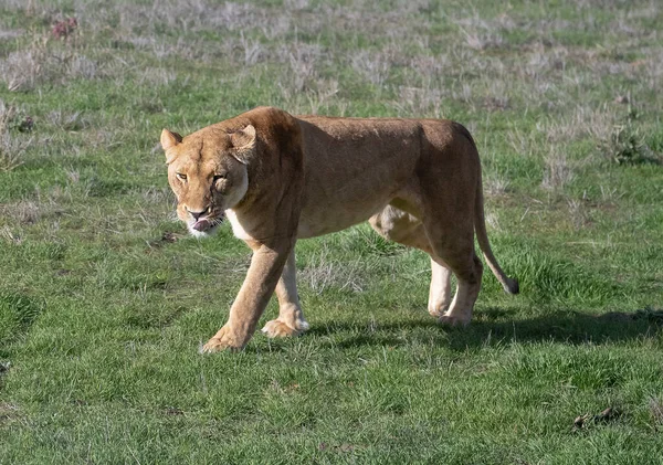 野生の雌ライオンは緑のサバンナを歩きます 彼女は彼女の舌で彼女の口をなめる — ストック写真