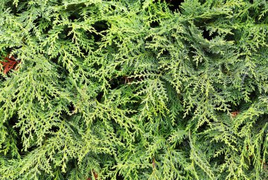 Ardıç yeşili dalların arkaplan görüntüsü