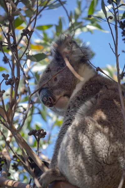 Koala Siedzi Gałęzi Zbliżenie Skupić Się Nosie Futrze — Zdjęcie stockowe