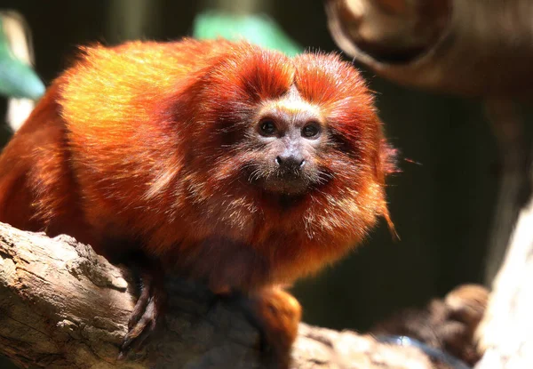 Golden Lion Tamarin Monkey Red Fur Close View — Stock Photo, Image