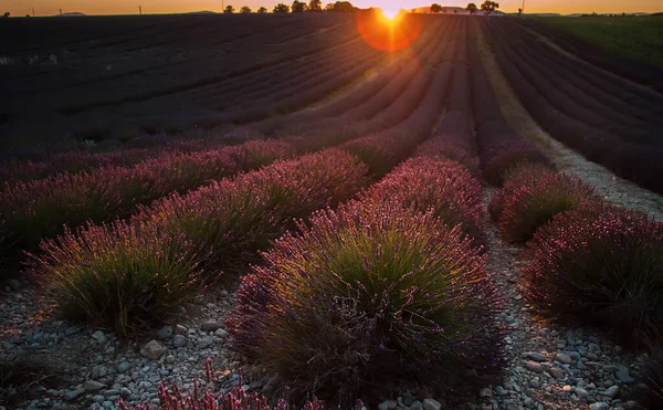 Landscape Blooming Purple Lavender Fields Provence Sunset Light — стоковое фото