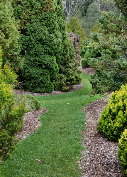 Paisaje Con Muchos Árboles Coníferas Verdes Sendero Medio — Foto de Stock