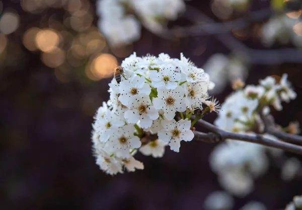 Branch Blooming White Flowers Dark Background Close — Stock Photo, Image
