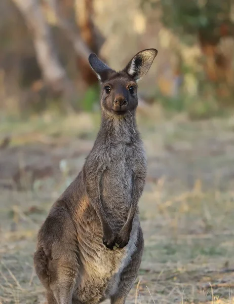 Cute Wild Kangaroos Graze Stands Close Animal Portrait Australian Wildlife —  Fotos de Stock