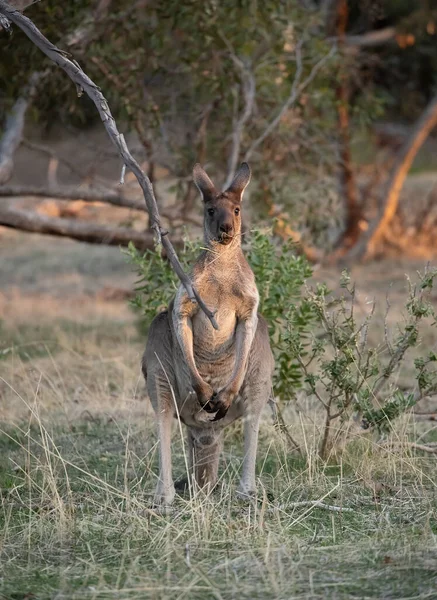 Large Adult Wild Kangaroo Grazes Forest Stands Grass Trees Australian — Stock Photo, Image