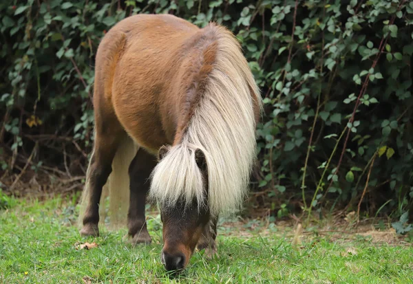 小さな茶色の馬 シェトランドポニー 緑の芝生の上で草 緑の木の背景 かわいい動物 クローズアップ — ストック写真