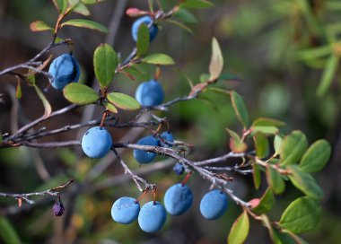 Mavi böğürtlenli bir ağacın dalı