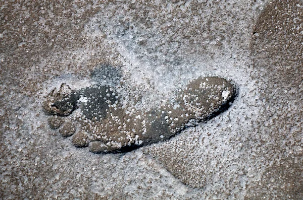 沙地上的狗脚印 — 图库照片