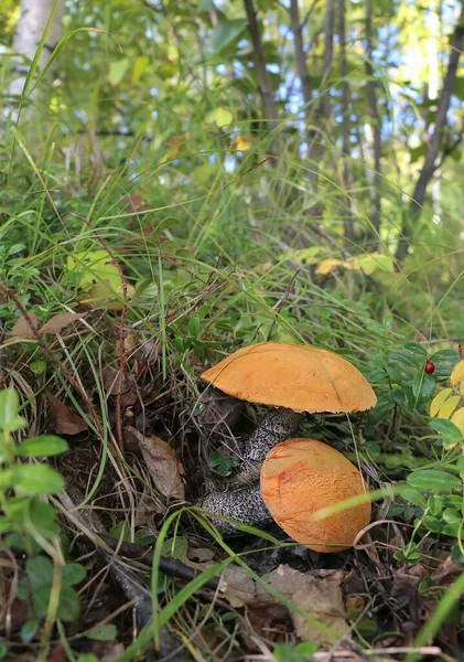 森林中的野生蘑菇 背景为绿色特写 — 图库照片