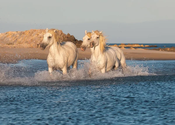 Biały Koń Galopował Morskiej Plaży Rozpryskami Wody — Zdjęcie stockowe
