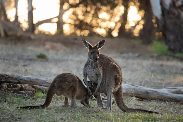 Two Little Cute Wild Kangaroos Graze Forest Stand Trees Sunset — Stockfoto