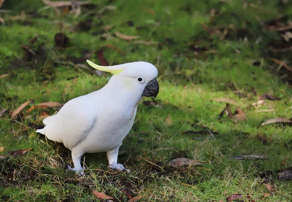 White Galah Parrot Yellow Tuft Sits Green Grass — Stok fotoğraf