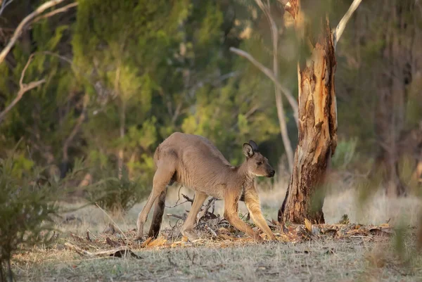Large Adult Wild Kangaroo Grazes Forest Stands Grass Trees Australian — Stock Photo, Image