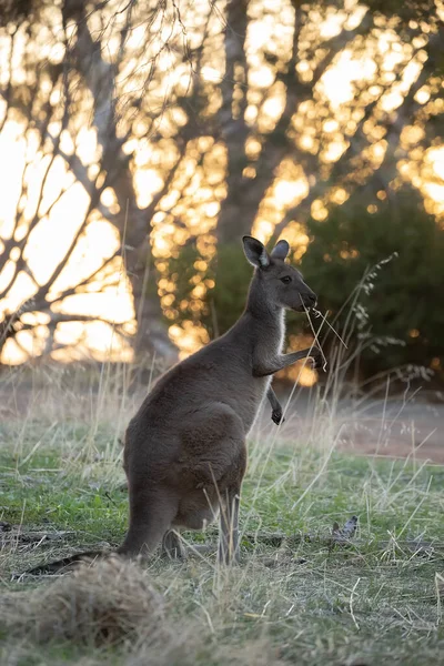 Cute Wild Kangaroo Grazes Forest Stand Trees Sunset Background — Stockfoto