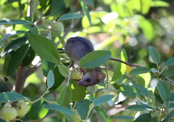Cute Wild Mouse Eating Fruit While Sitting Green Branch Close — Stockfoto