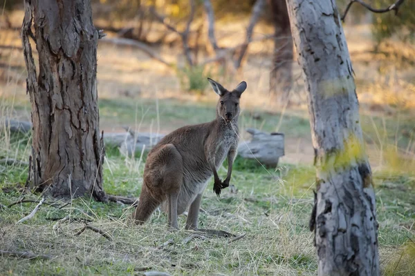 Cute Wild Kangaroo Standing Forest Looking — Stockfoto