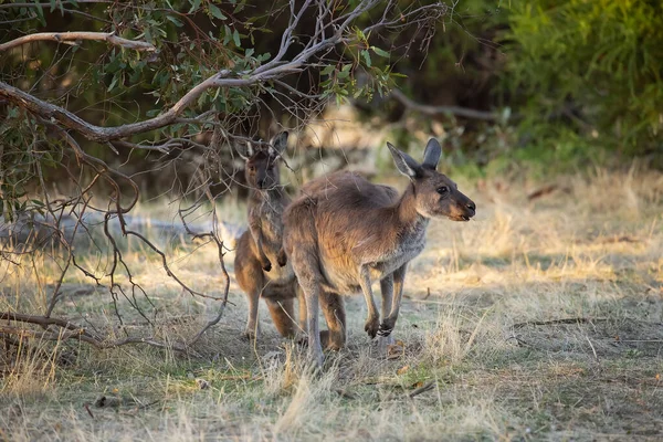 Two Little Cute Wild Kangaroos Graze Forest Stand Trees — Stockfoto