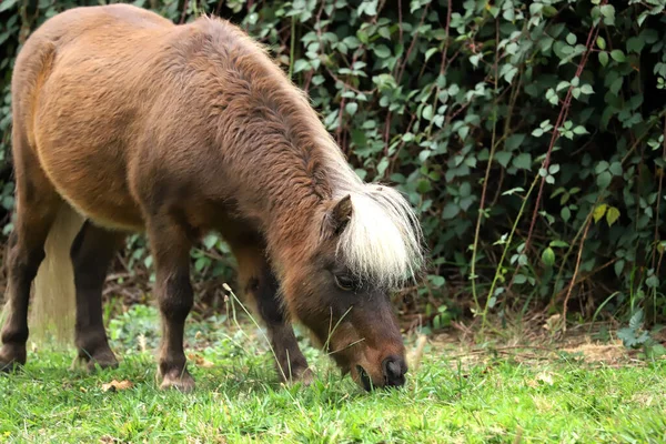 Little Brown Horse Shetland Pony Grazing Green Grass Green Background — Fotografia de Stock