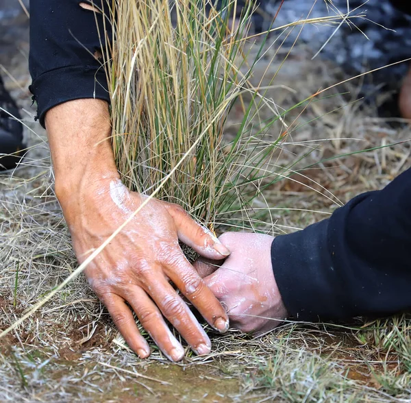 Australian Aboriginal Ceremony Mans Hands Dry Grass Bunch Ground Ritual — стокове фото