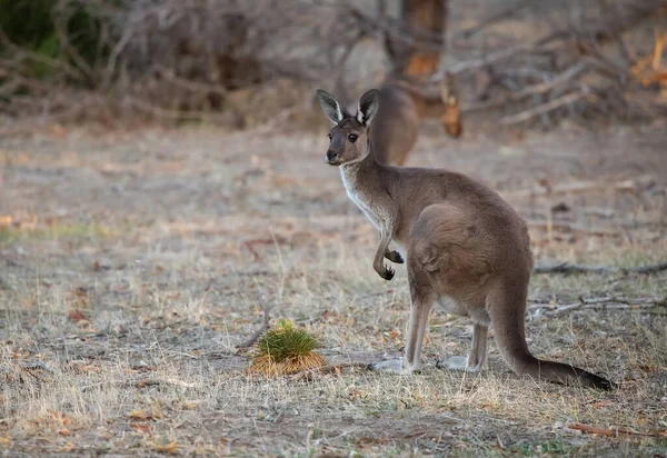Cute Wild Kangaroo Grazes Forest Stand Trees Australian Wildlife — Fotografia de Stock