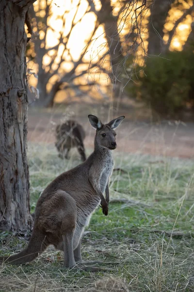 Cute Wild Kangaroo Stands Tree Forest Sunset Background Australian Wildlife — Stockfoto
