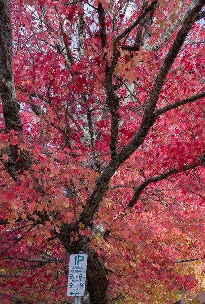 Fondo Natural Otoño Ramas Arce Con Hojas Rojas Señal Estacionamiento —  Fotos de Stock