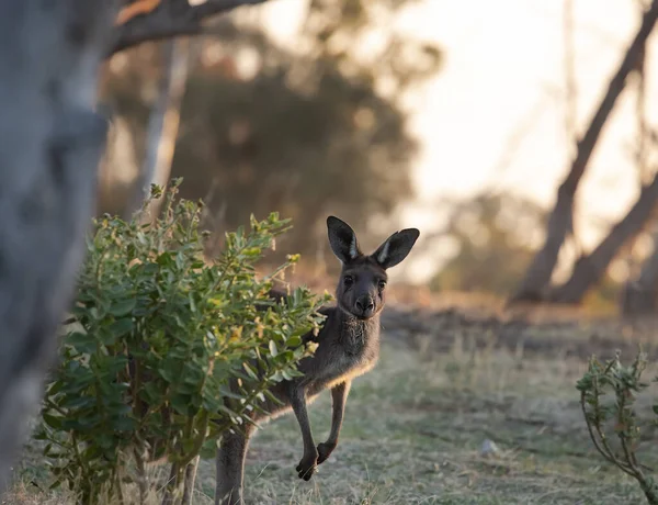 Cute Curious Wild Kangaroo Hides Green Bush Forest Sunset Background — Stock Photo, Image