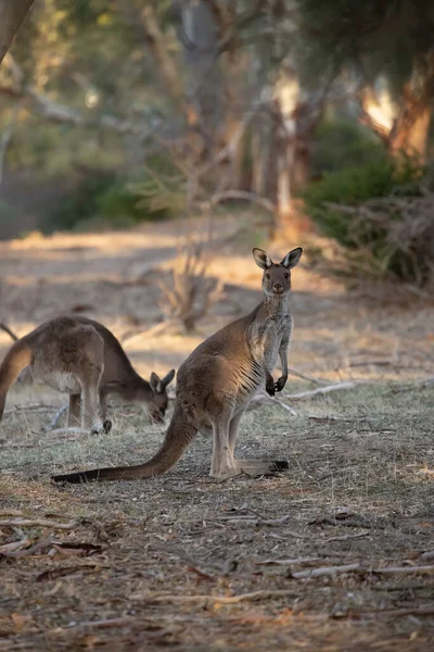 Twee Schattige Wilde Kangoeroes Grazen Het Bos Kijken — Stockfoto
