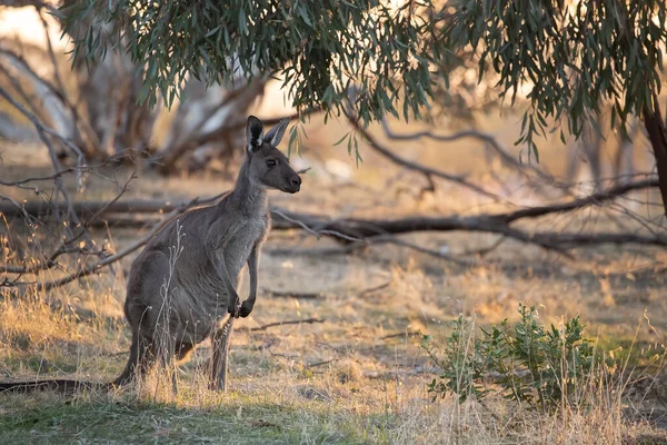 Leuke Wilde Kangoeroe Grazen Het Bos Staan Tussen Bomen Zonsondergang — Stockfoto
