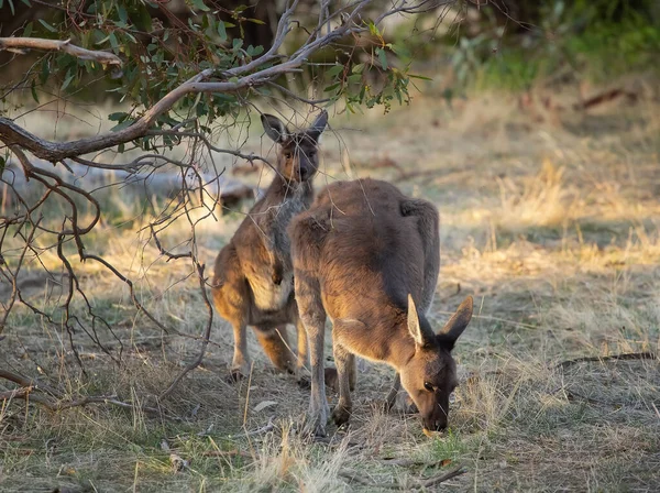 Twee Schattige Wilde Kangoeroes Grazen Het Groene Grasveld — Stockfoto